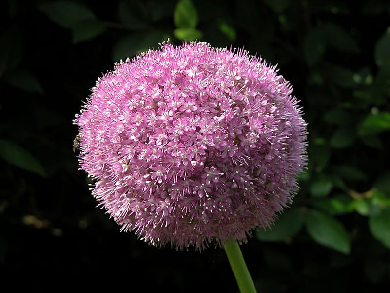 Flowering-Onion, flowering, bonito, onion, HD wallpaper