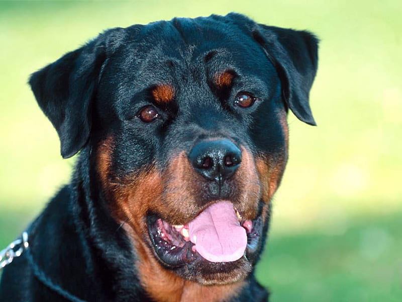 Rottweiler, animals, dogs, HD wallpaper | Peakpx