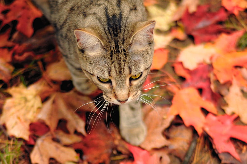 little stalker, furry, colorful, fall, autumn, stripes, fluffy, adorable, cat, animal, cute, leaves, graphy, beauty, nature, kitten, HD wallpaper