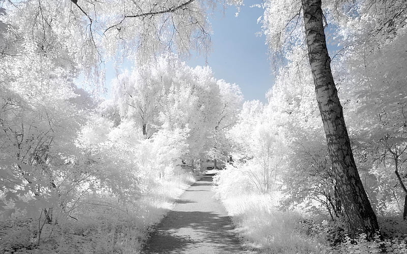 beautiful infrared-Winter landscape, HD wallpaper