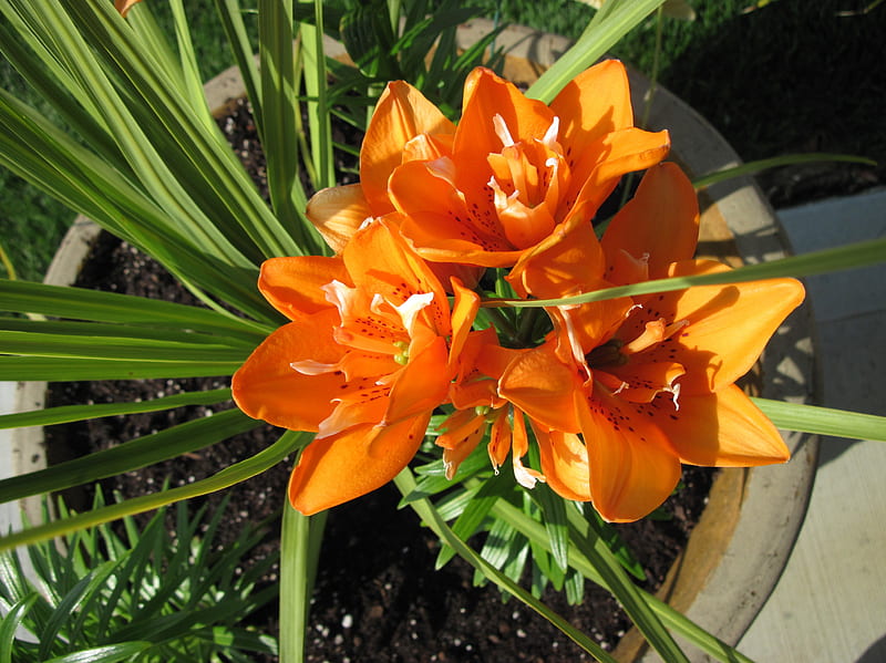 Una flor no puede florecer sin sol 09, grafía, flores lirio, verde,  naranja, Fondo de pantalla HD | Peakpx