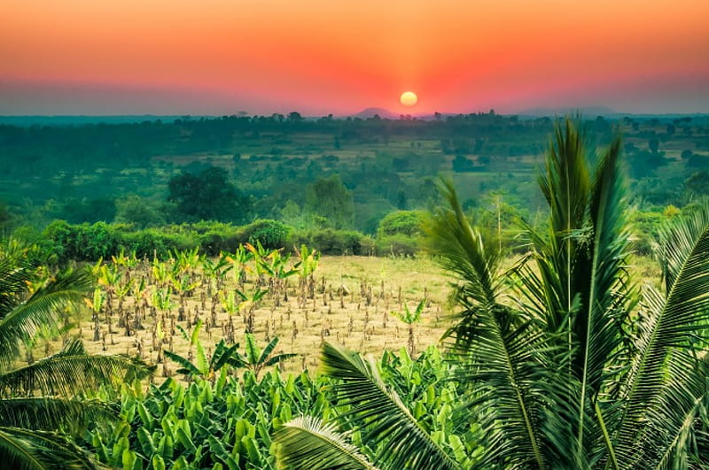 Tropical Sunset, hills, red, forest, sun, bananas, yellow, bonito, sunset, palm trees, green, sunshine, field, HD wallpaper