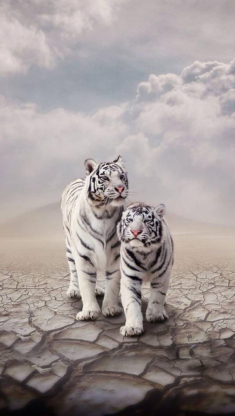 White Tiger by sunilsagar4u - 0e. Абиссинская кошка, Животные, Белые тигры,  White Tiger Cubs, HD phone wallpaper | Peakpx