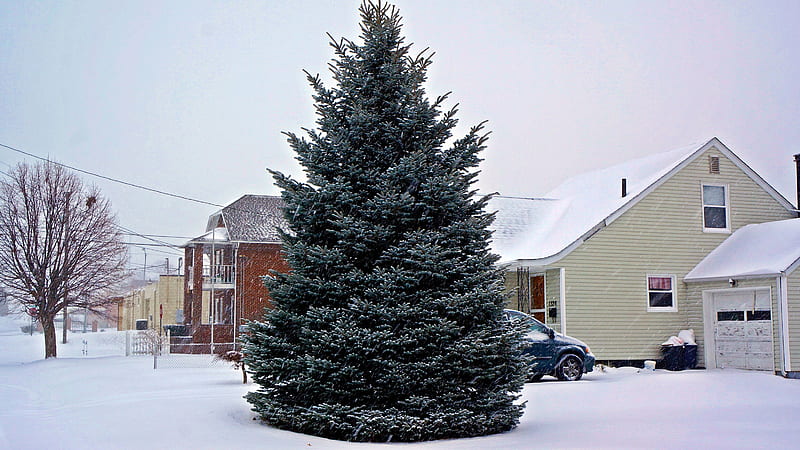 Snow Capped Tree, snow, snowy tree, winter storm, snowstorm, HD wallpaper