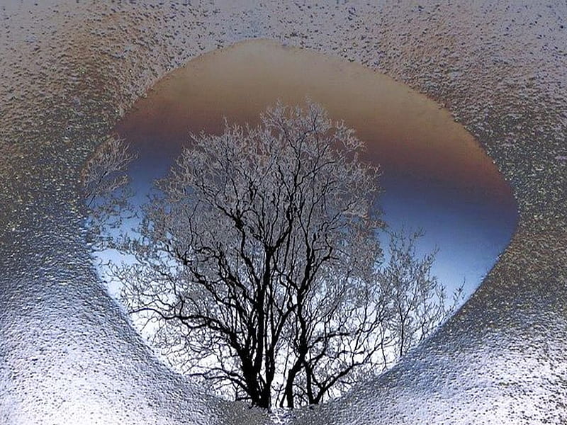 Tree, glass, abstract, winter, HD wallpaper | Peakpx