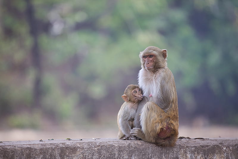 Animal, Macaque, Baby Animal, Monkey, Primate, HD wallpaper