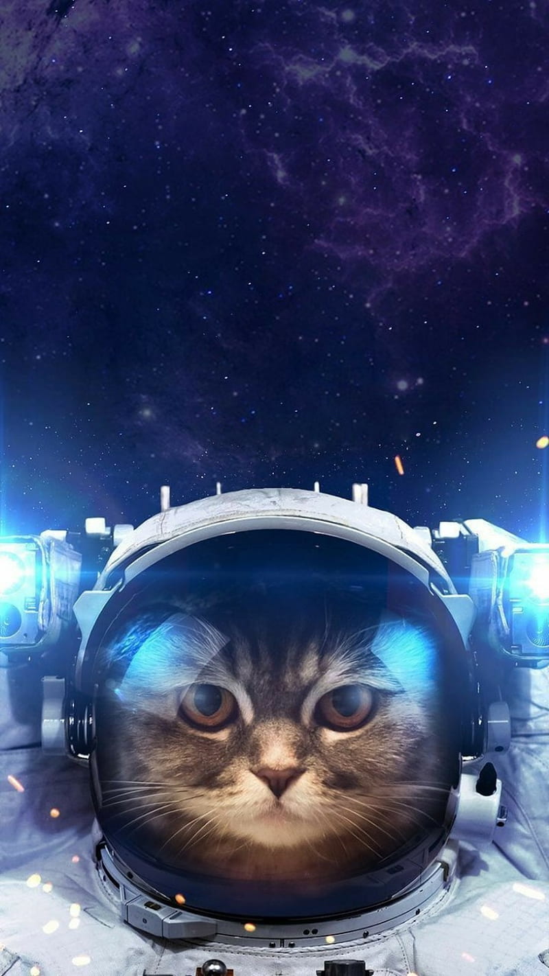 Astronaut Kitty, animals, astronauts, cats, space, HD phone wallpaper