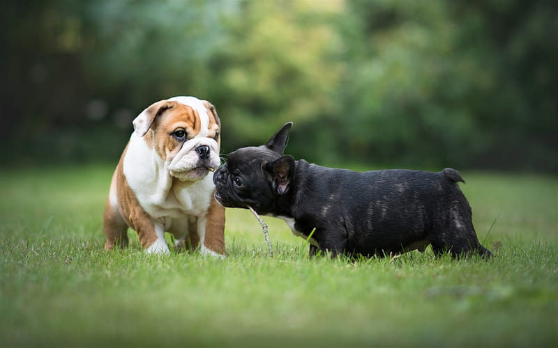 Puppies, French Bulldog, English Bulldog, dogs, cute animals, small dogs, HD wallpaper