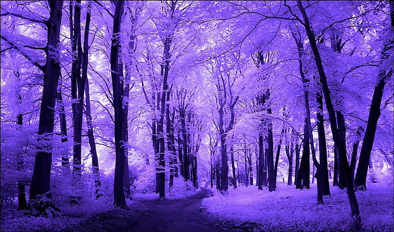 Purple Trees (infrared), purple autumn, autumn leaves, fall bridge ...