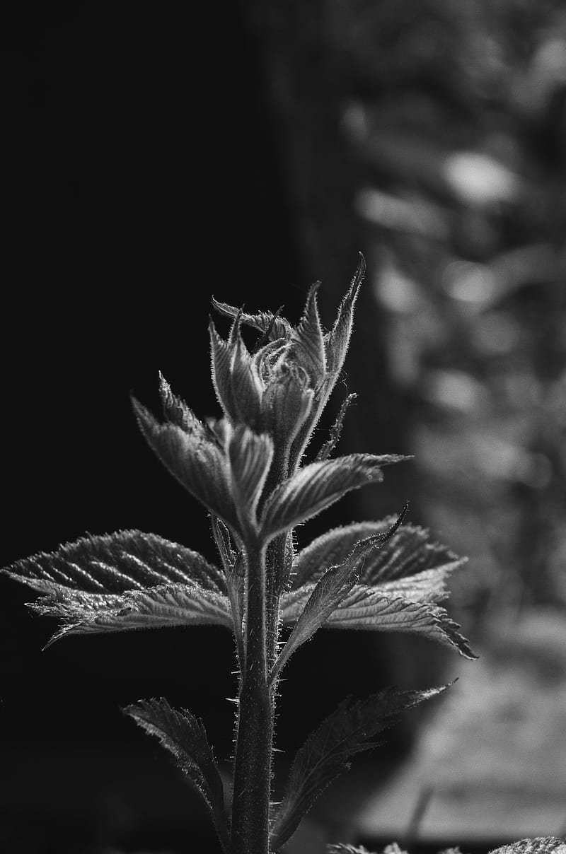 sprout, leaves, bw, stem, plant, HD phone wallpaper