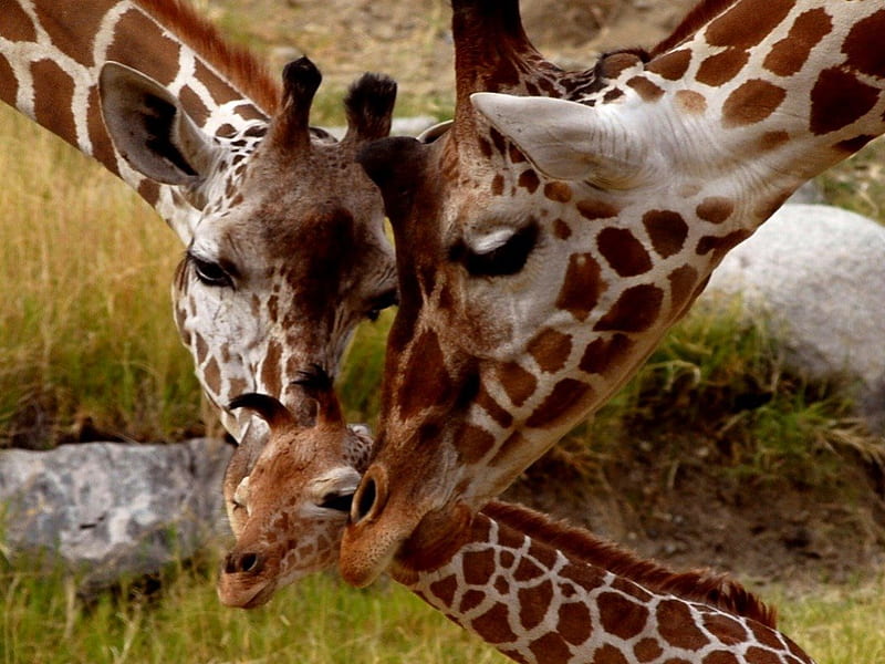 HAPPY FAMILIES, moms and babies, parents, savannah, wildlife, giraffe, calves, antelope, africa, HD wallpaper