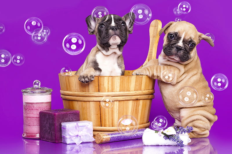 French bulldog puppies in wood, french, bath, lavender, adorable, sweet, puppies, bubbles, friends, wood, playing, relax, fun, joy, bulldog, cute, spa, funny, dogs, HD wallpaper