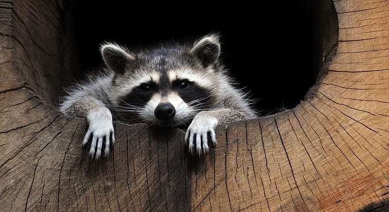 Animal, Raccoon, HD wallpaper | Peakpx