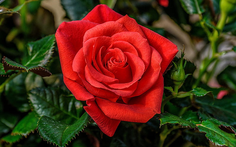 Lonely red rose, rose, red, leaves, garden, scent, lonely, petals, HD wallpaper