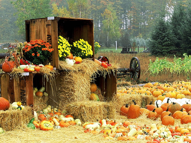 Autumn Roadside, Manistee County, Onekama, Michigan v, orange, fruits, background, yellow, cart, nice, multicolor, scenario flowers, forests, paisage, wood, art, paysage, black, different, abstract, trees, panorama, cool, wagon, awesome, hop, fullscreen, machinery, white, red, colorful, axle, bonito, trunks farm, graphy, leaves, green, grove, wheel, scenery, other amazing, multi-coloured, plantation, colors, maroon, hay, agriculture, leaf, paisagem, engine, plants, madeira colours, nature, agricultural products, branches, natural, scene, pumpkins, HD wallpaper