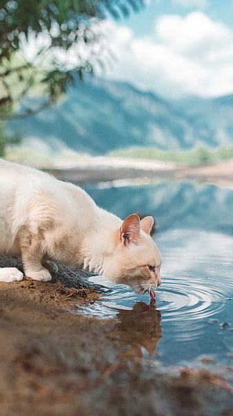 HD cat drinking water wallpapers | Peakpx