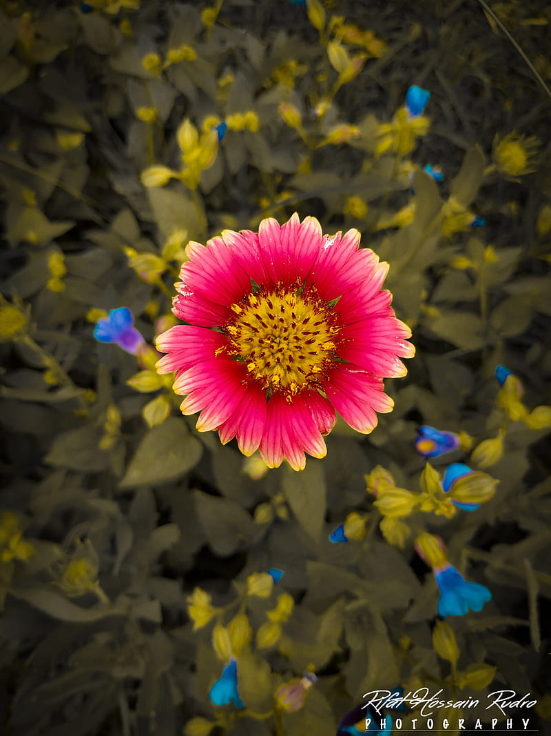 RED SUNFLOWER, flower, good, good morning, morning, nature, sun ...