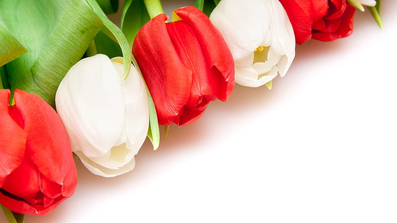 Beautiful tulips for Sujatha (SUJI), red, leaves, lovely, green, arrangement, tulips, white, HD wallpaper