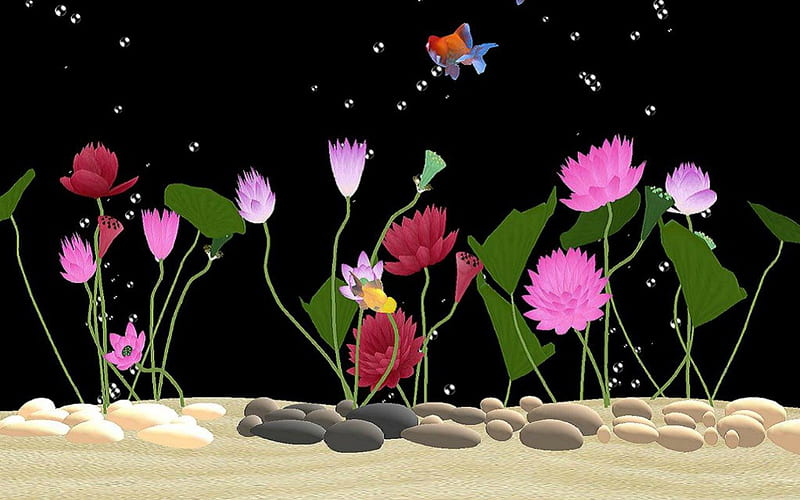 AQUARIUM FANTASY, fishes, water, stones, bubbles, flowers, black, pink, undersea, HD wallpaper
