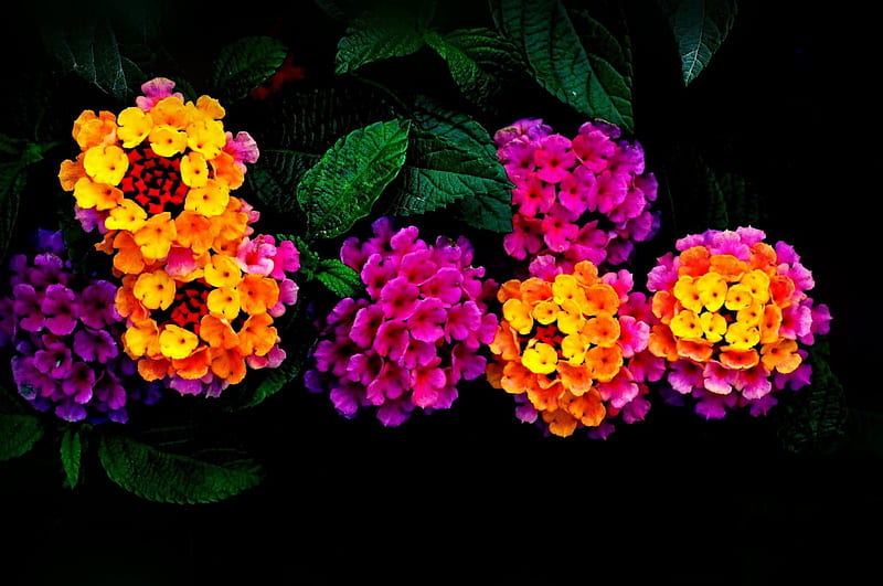 Lantana flowers , still, flowers, nature, life, HD wallpaper