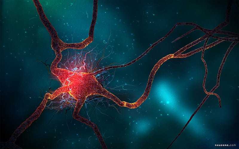 neuron cell-Creative Graphics, HD wallpaper