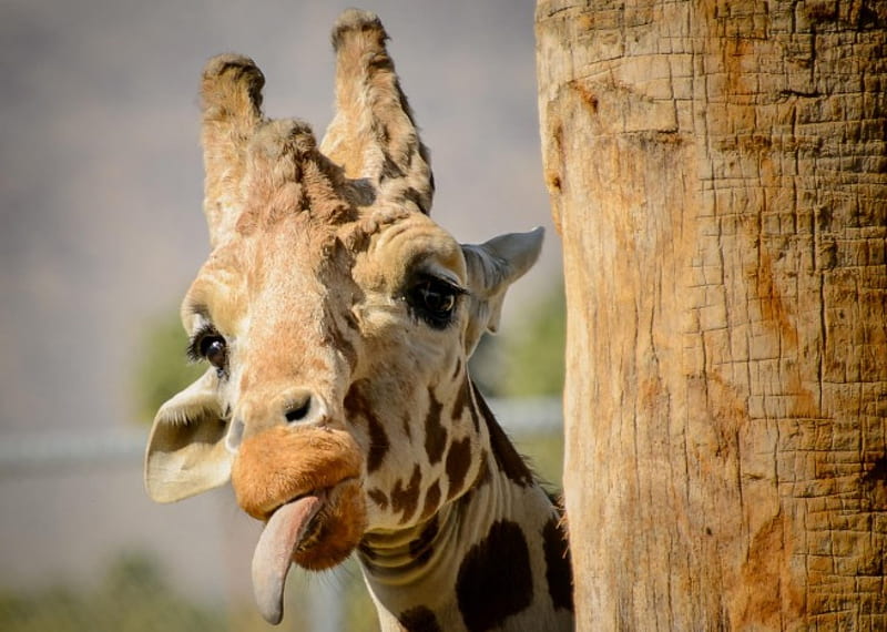 Giraffe, eyes, head, tongue, HD wallpaper