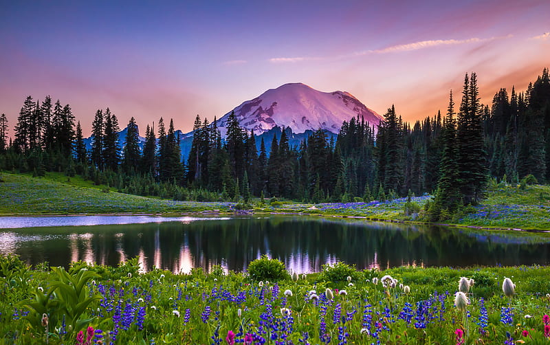 Mountains, Mount Rainier, Flower, Lake, Landscape, Meadow, Mountain, National Park, Sunset, Tree, USA, HD wallpaper