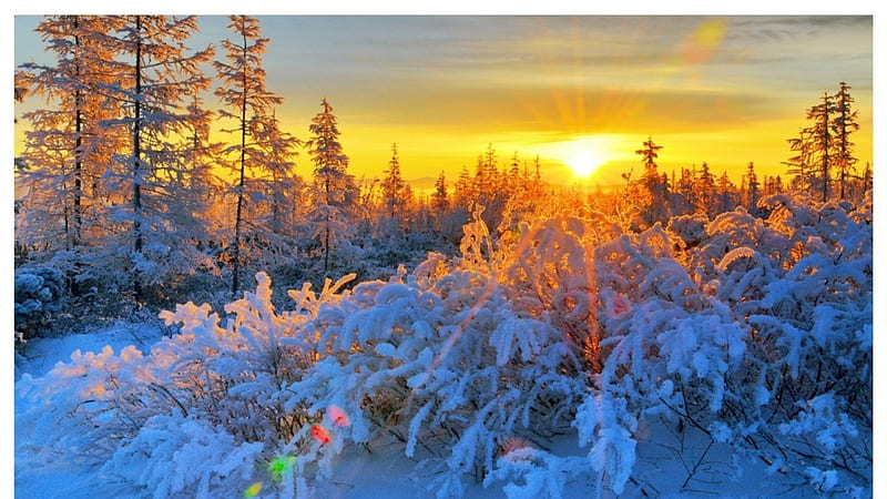 gorgeous sunrise over a forest in winter, sun beams, forest, sunrise, winter, HD wallpaper