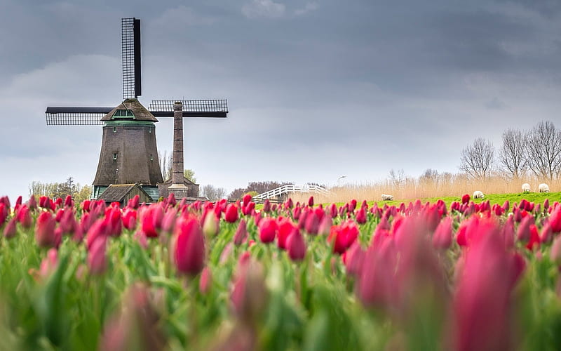 mill, tulips, field, spring, HD wallpaper