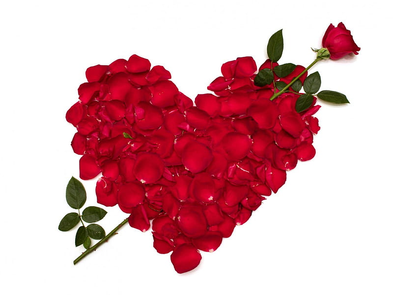 LOVE!, red, flowers, rose, love, HD wallpaper | Peakpx