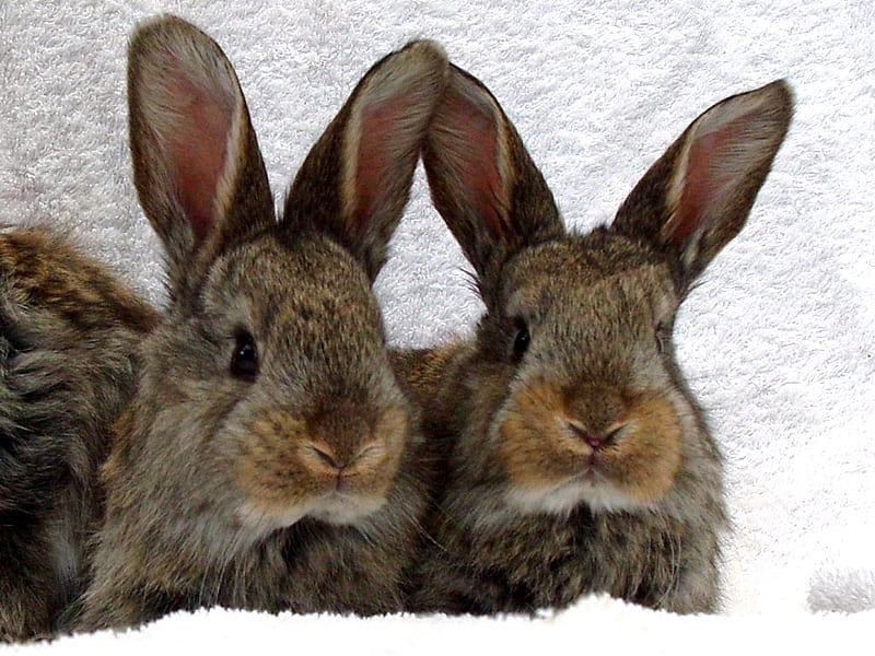 Twins, cute, rabbits, fluffy, HD wallpaper Twins, cute, rabbits, fluffy, HD wallpaper