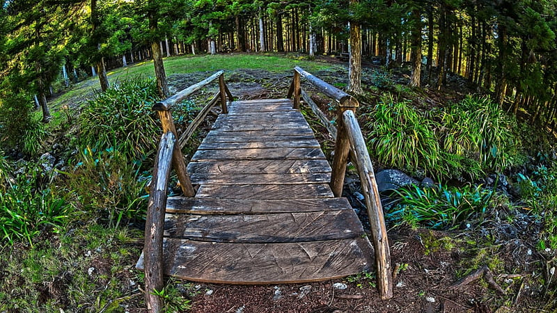beautiful little wood bridge in a forest r, forest, r, bridge, brook, HD wallpaper