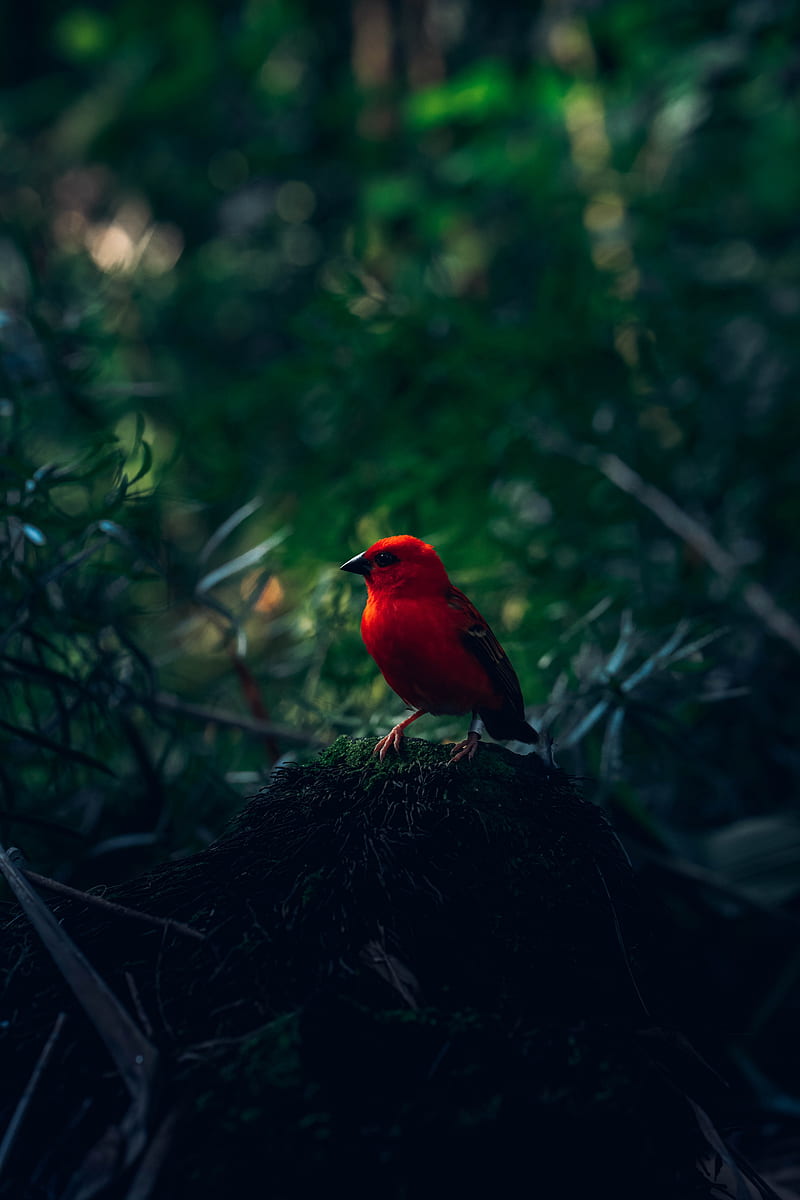 red bird, bird, bright, branches, HD phone wallpaper
