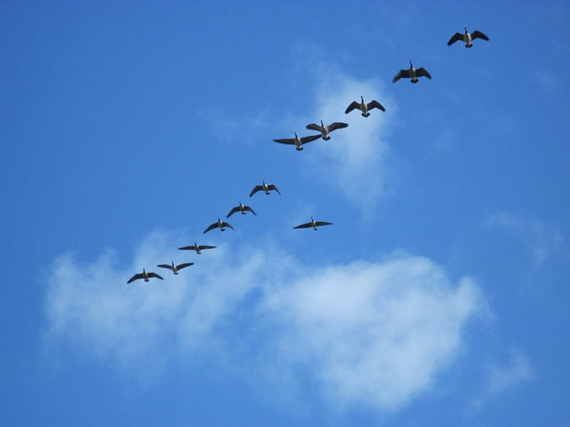 Flying Ducks over the park , geese, graphy, ducks, birds, nature, clouds, sky, blue, HD wallpaper