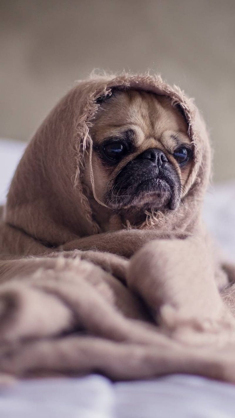 PUB G , quality, amazing, dog, pug, sad, sleeping, super, swag, swager, HD phone wallpaper