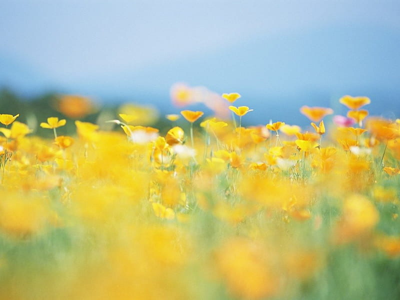 meadow of yellow flowers, flowers, sunny, fields, spring, meadow, HD wallpaper
