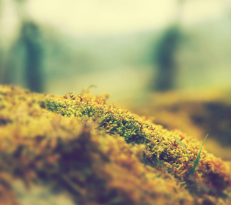 Moss, galaxy nexus, HD wallpaper