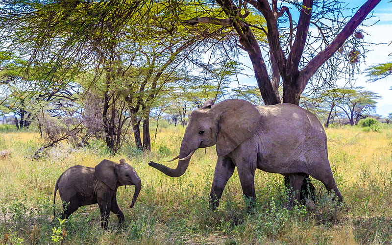 Little Elephant, Africa, Elephant, Mom and Cub, Wildlife, Elephants, HD wallpaper