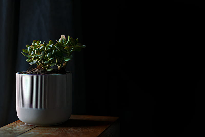 green plant on white ceramic pot, HD wallpaper