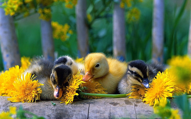 baby ducks-Animal, HD wallpaper