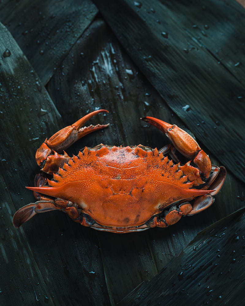brown crab on brown surface, HD phone wallpaper