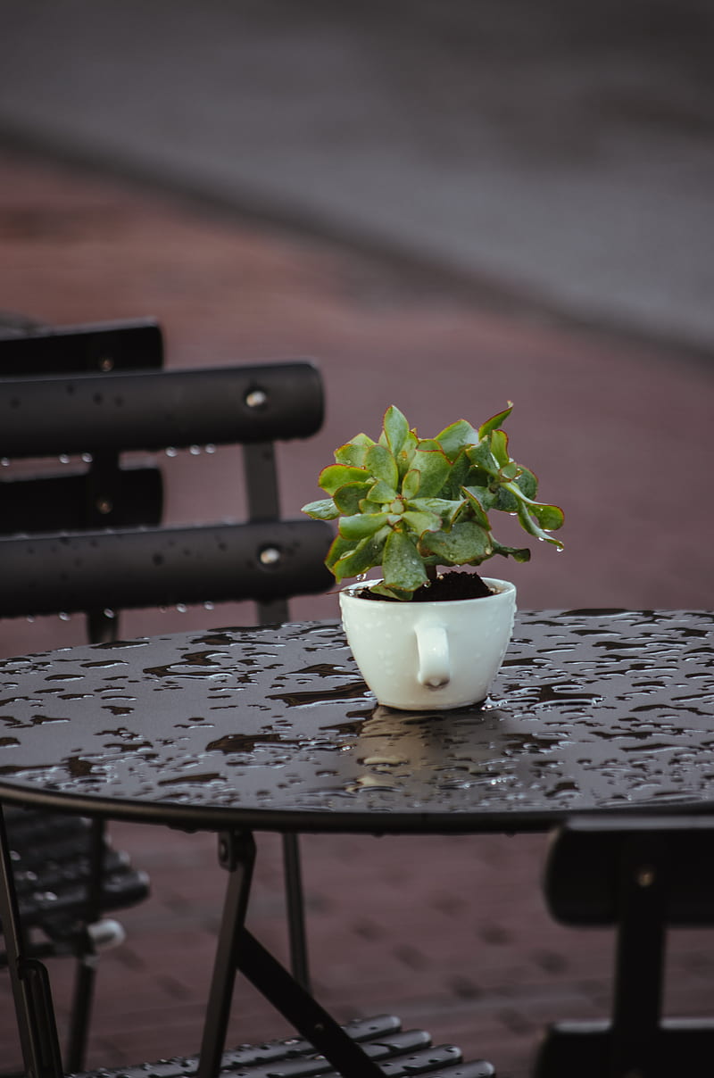 green plant on white ceramic pot on black wooden table, HD phone wallpaper