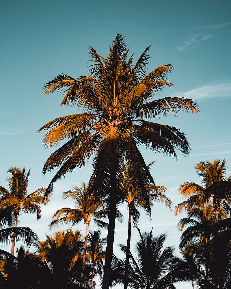 palm tree, tropics, branches, foliage, sky, HD phone wallpaper