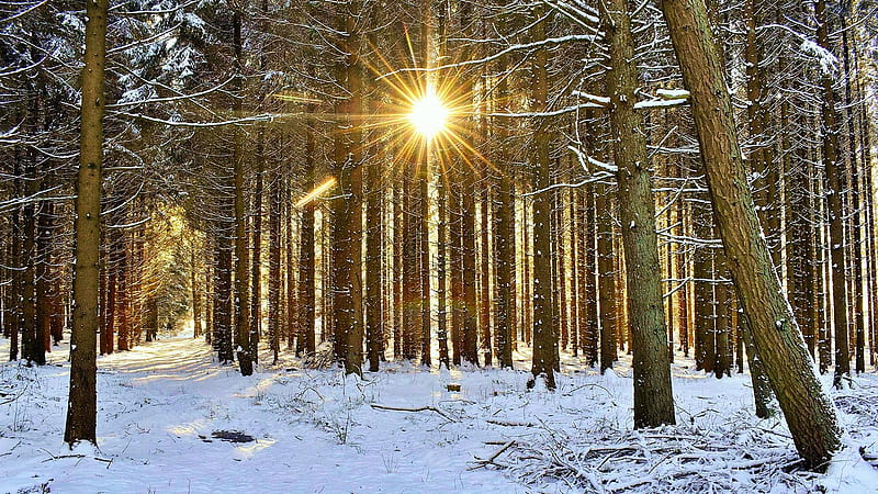 Forest sunrays in Northern Germany, sun, snow, trees, winter, HD wallpaper