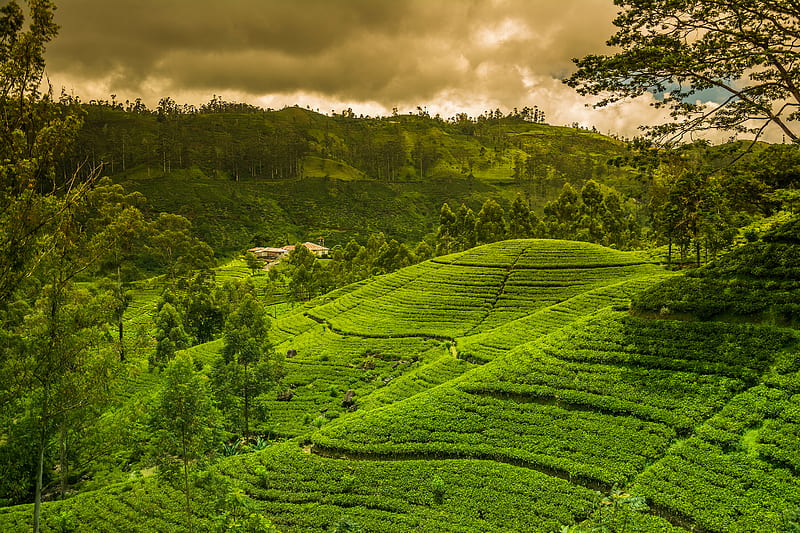 Hill, Man Made, Tea Plantation, HD wallpaper