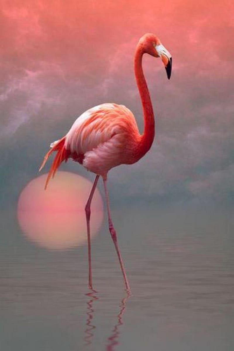 Flamingo, bird, cute, HD phone wallpaper | Peakpx