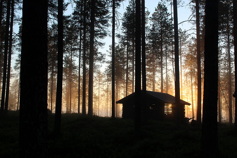 house, hut, forest, rays, trees, HD wallpaper