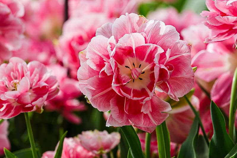 Tulips, natute, white, tulip, pink, flower, nature, lalele, spring, HD wallpaper
