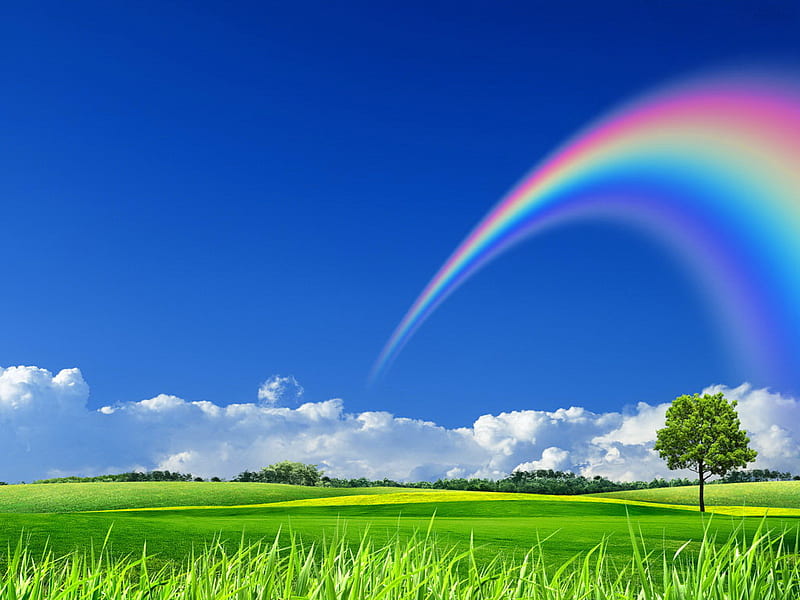 Summer rainbow, colorful, green, grass, summer, rainbow, lonely tree, sky, blue, HD wallpaper