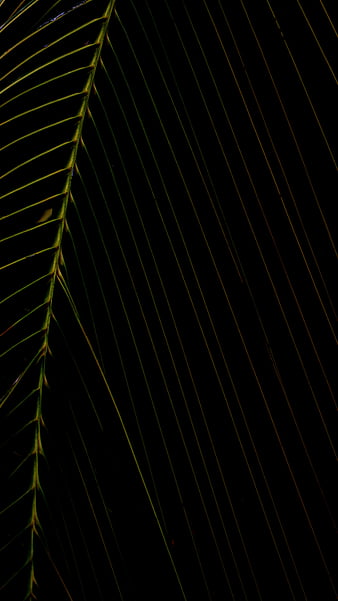 Koja Leaves In The Dark Mood For Your Mobile Phone Wallpaper